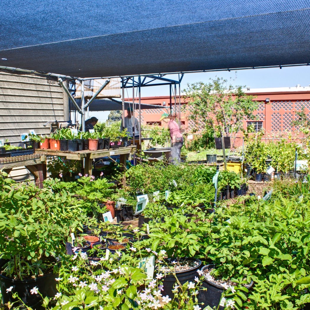 Oaktown Native Plant Nursery 2