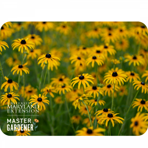 Less Lawn, More Life with Native Plants: Part 2 - Practical Tips