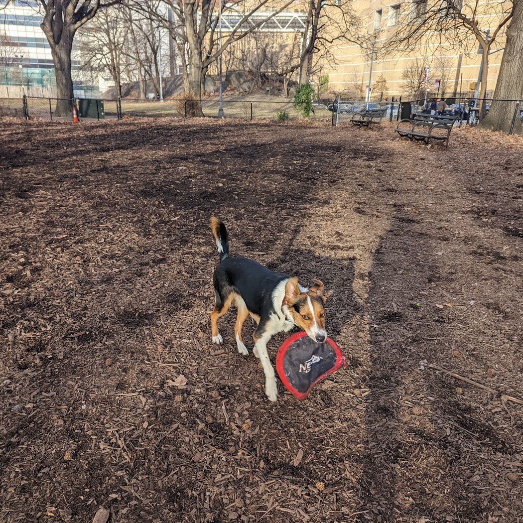 Rocky's Dog Run 1