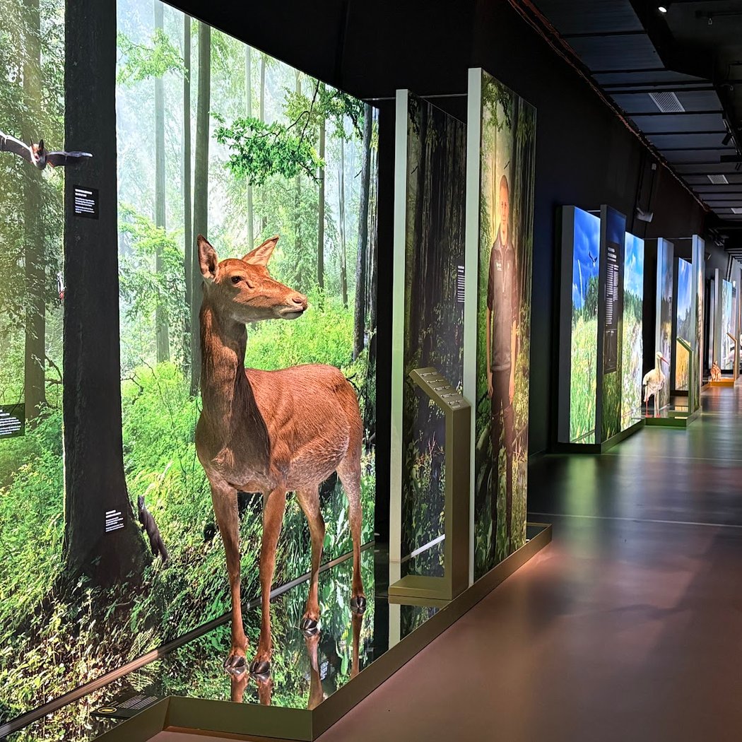 Botschaft der Wildtiere 1
