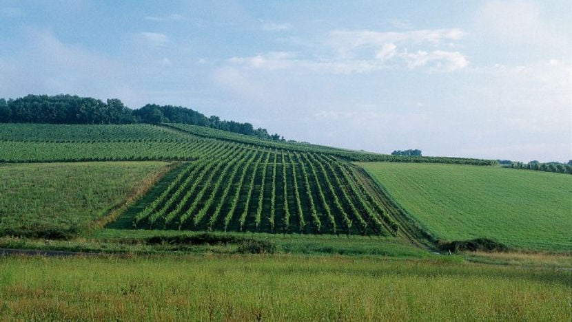 Tannat Wine Tasting: Château Peyros 1