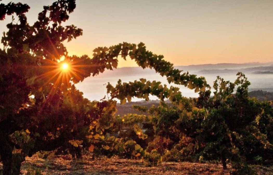 Ridge Vineyards 4