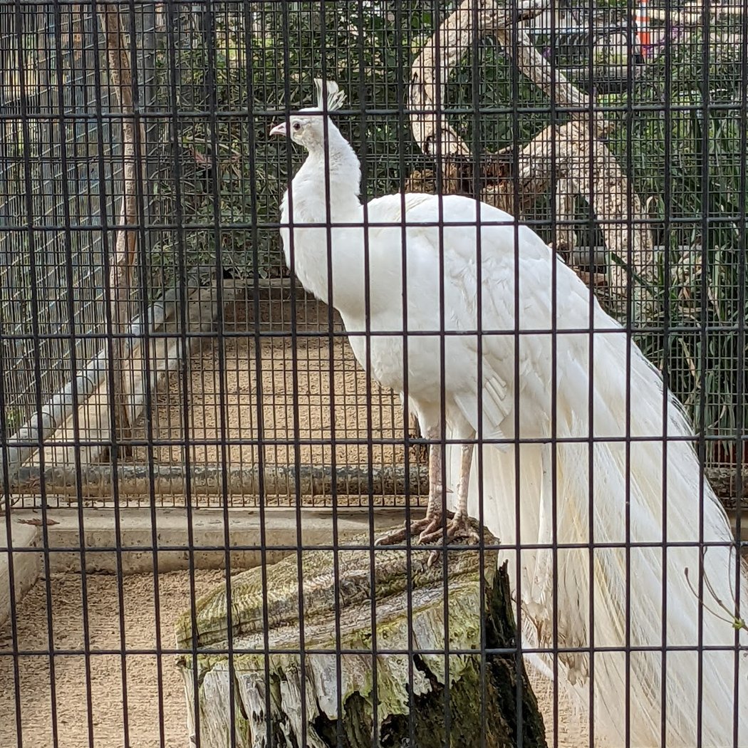 Applegate Park Zoo 2