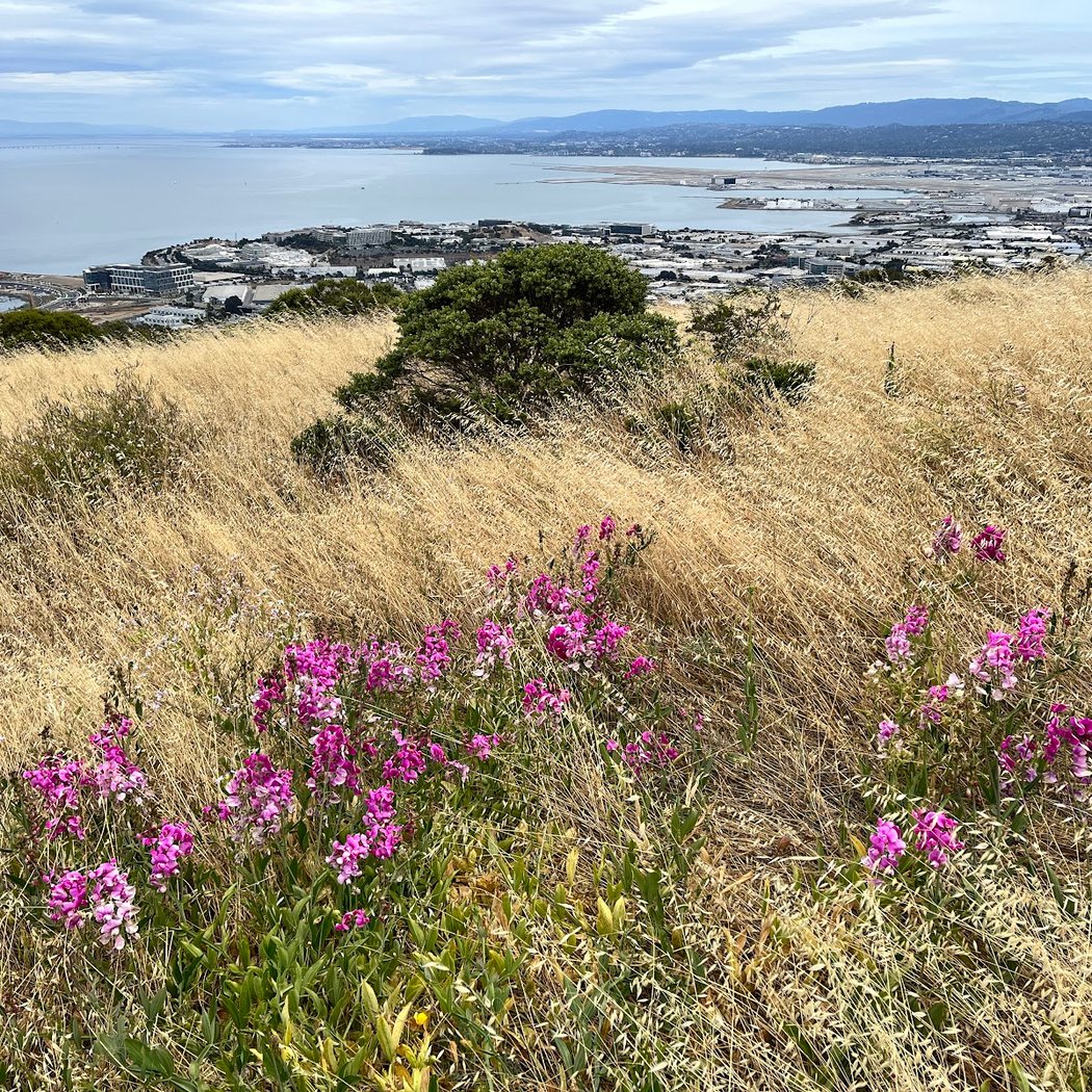 San Bruno Mountain Summit 1