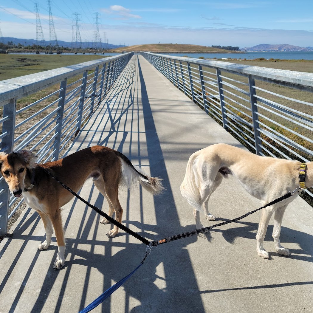 Dog Park | Seal Point Harbor 1
