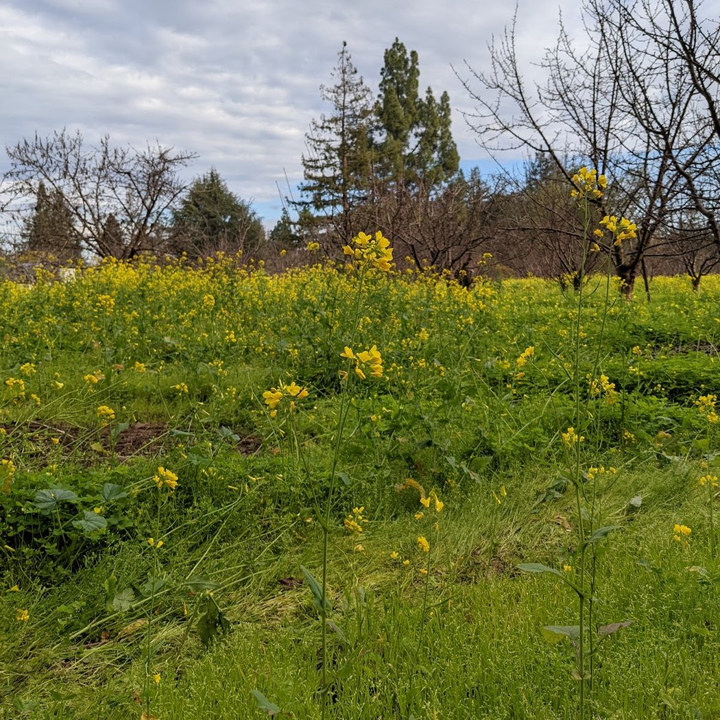 Novakovich Orchards 2