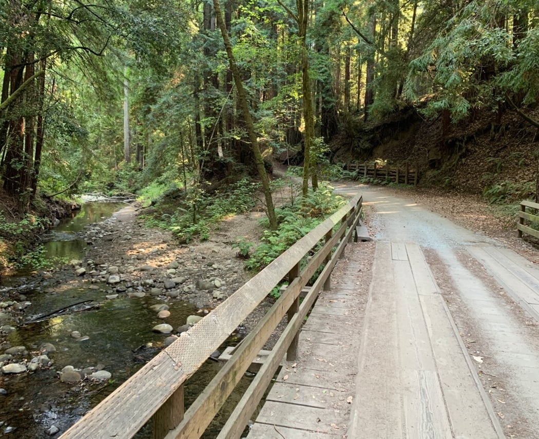 The Forest of Nisene Marks State Park 2