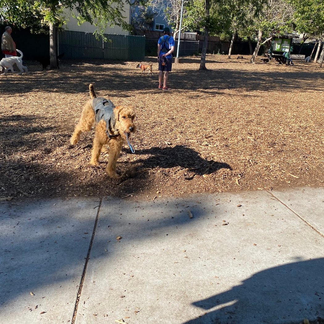 Ohlone Dog Park 3