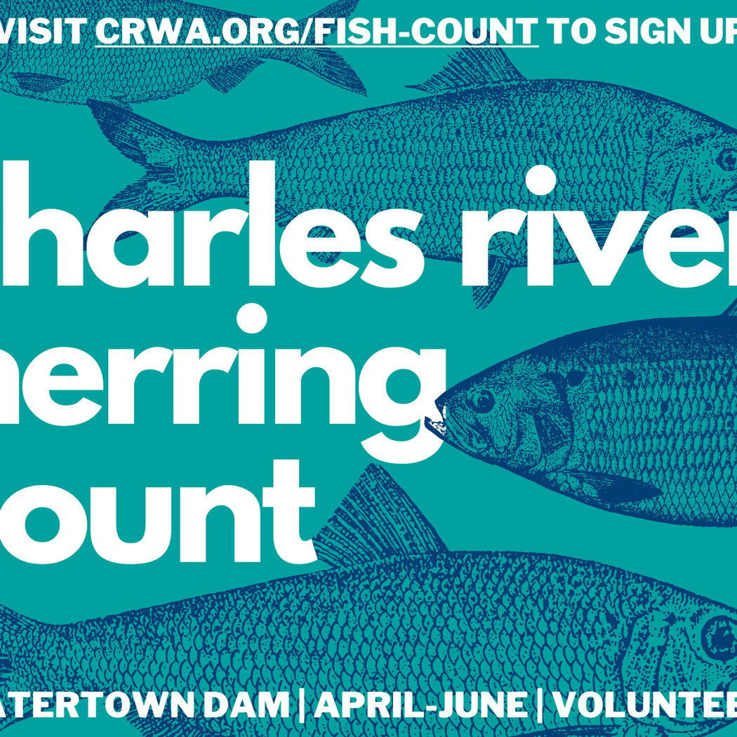 Charles River Herring Count 2