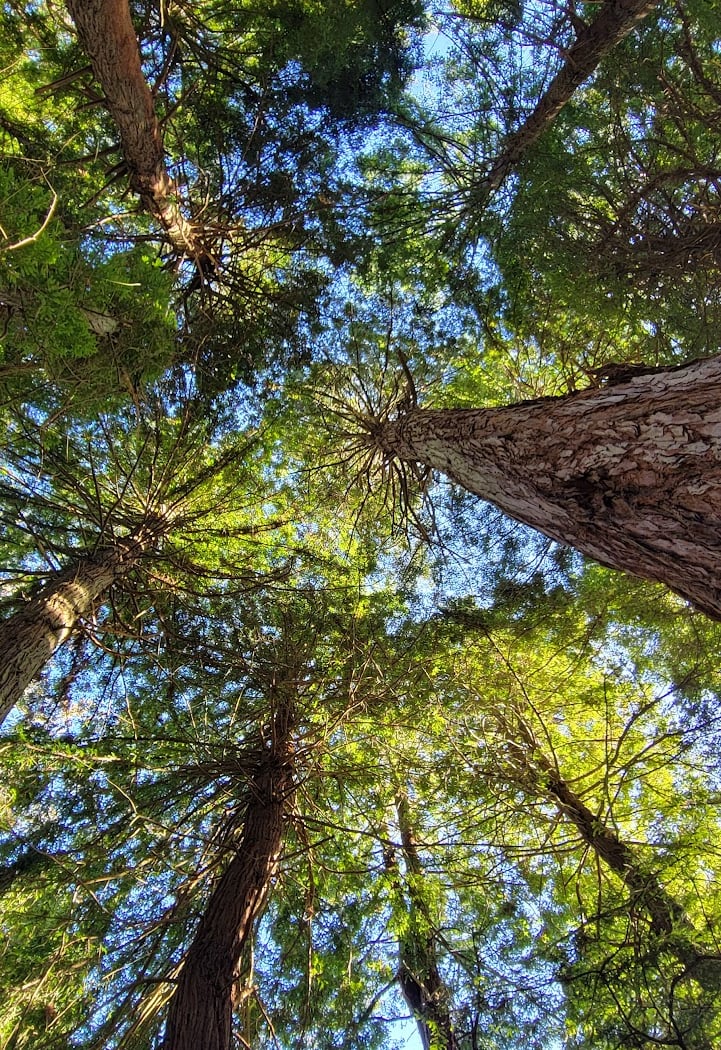 Redwood Memorial Grove 1