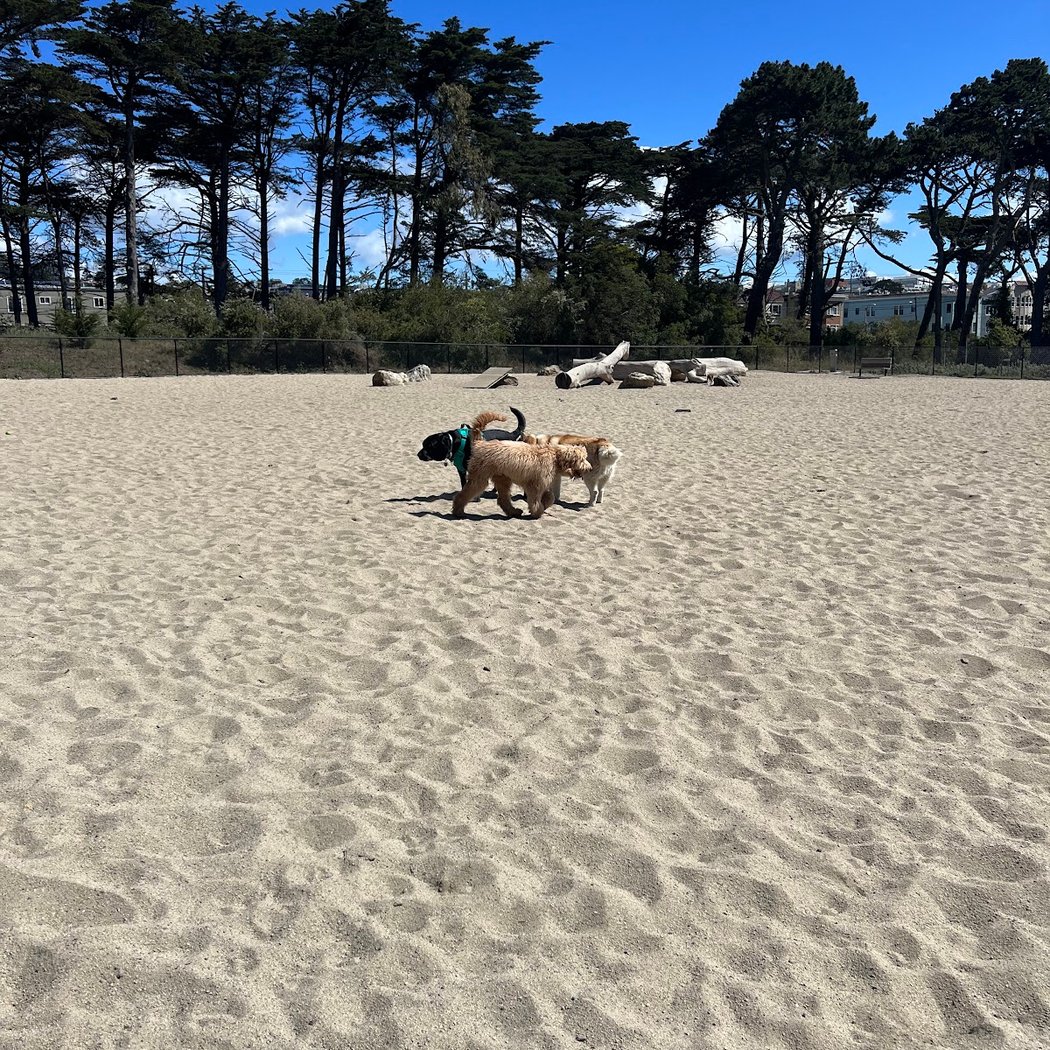 Golden Gate Park Dog Training Area 2