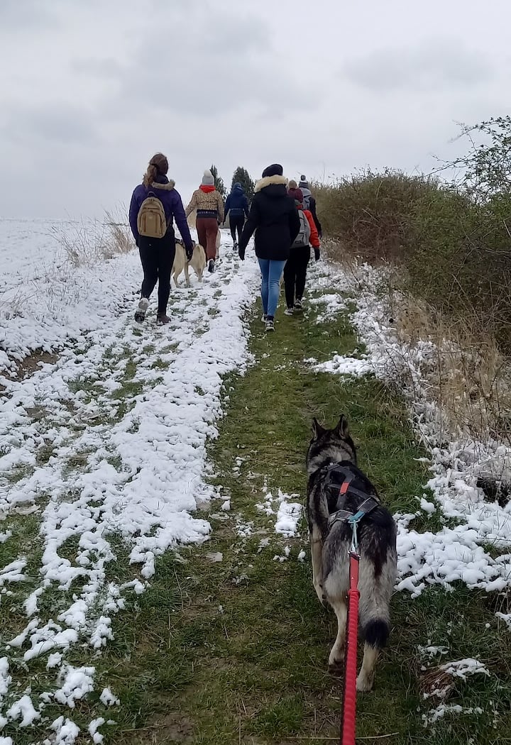 Skodenar - Chiens de traineau 3