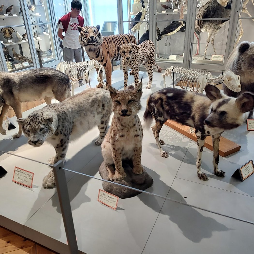 Muséum d'Histoire naturelle de La Rochelle 3