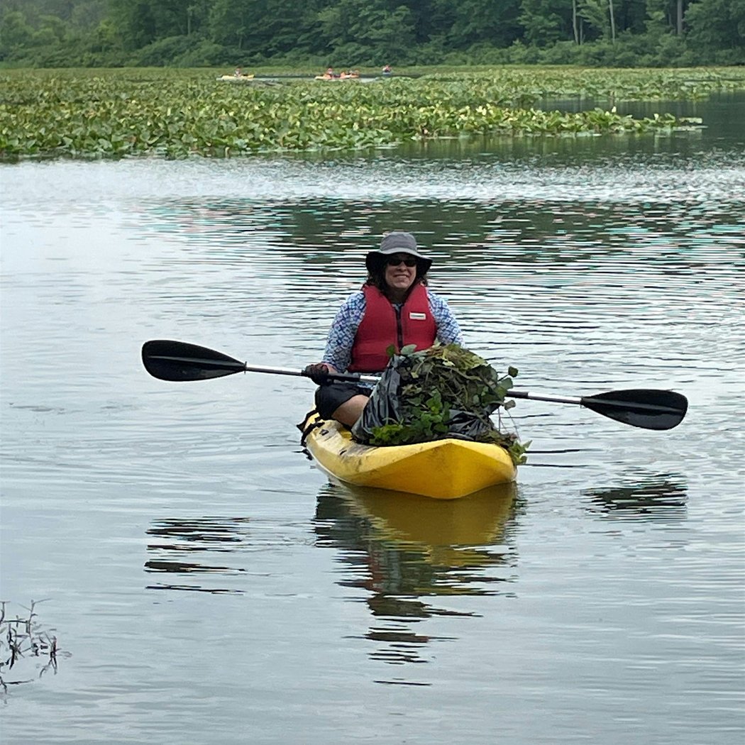 Paddle with a Purpose: Water Chestnut Removal 1