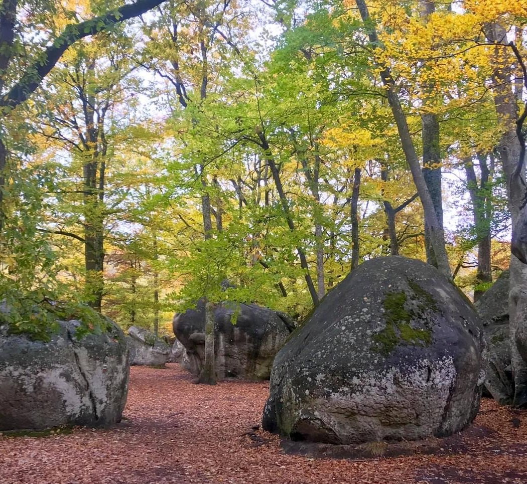 Forest of Fontainebleau 1