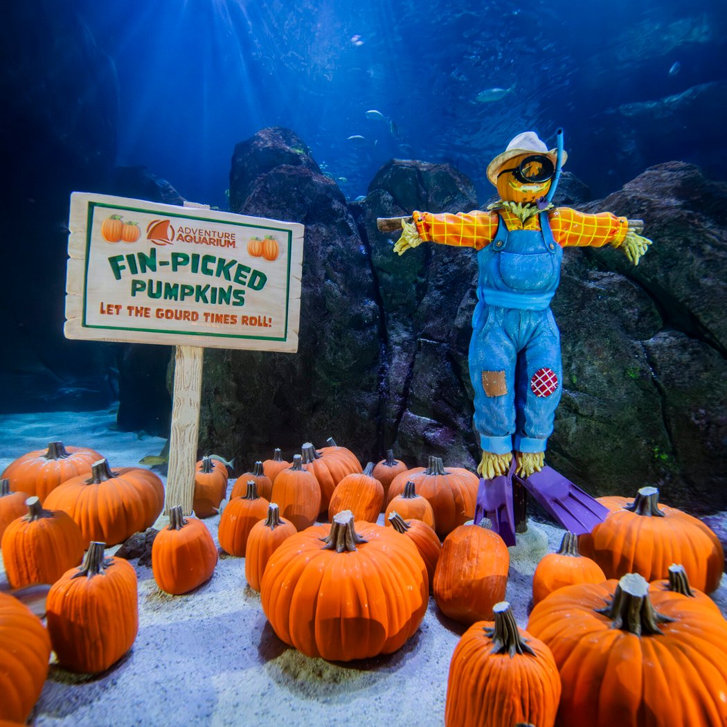 Fintastic Pumpkin Glow 1