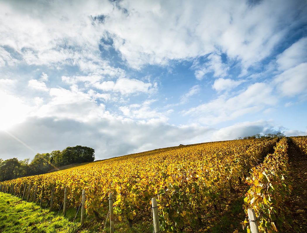 Domaine Hubert Brochard 1