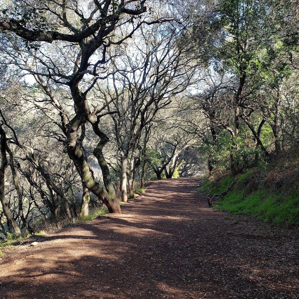Leona Canyon Regional Open Space Preserve 2