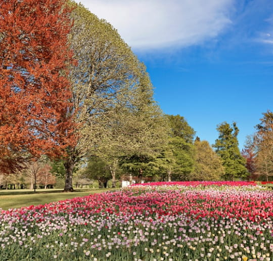 Parc du château de Cheverny 1