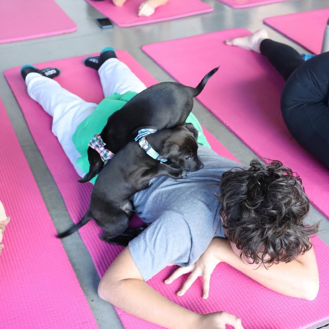 Golden Retriever x Great Pyrenees Puppy Yoga 2