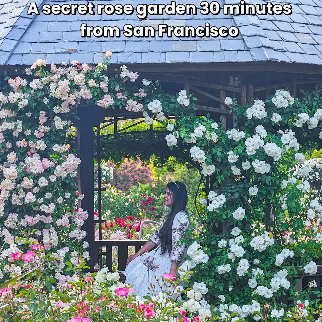 The Cowden Rose Garden 3
