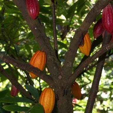 Discovery Station: Chocolate 1