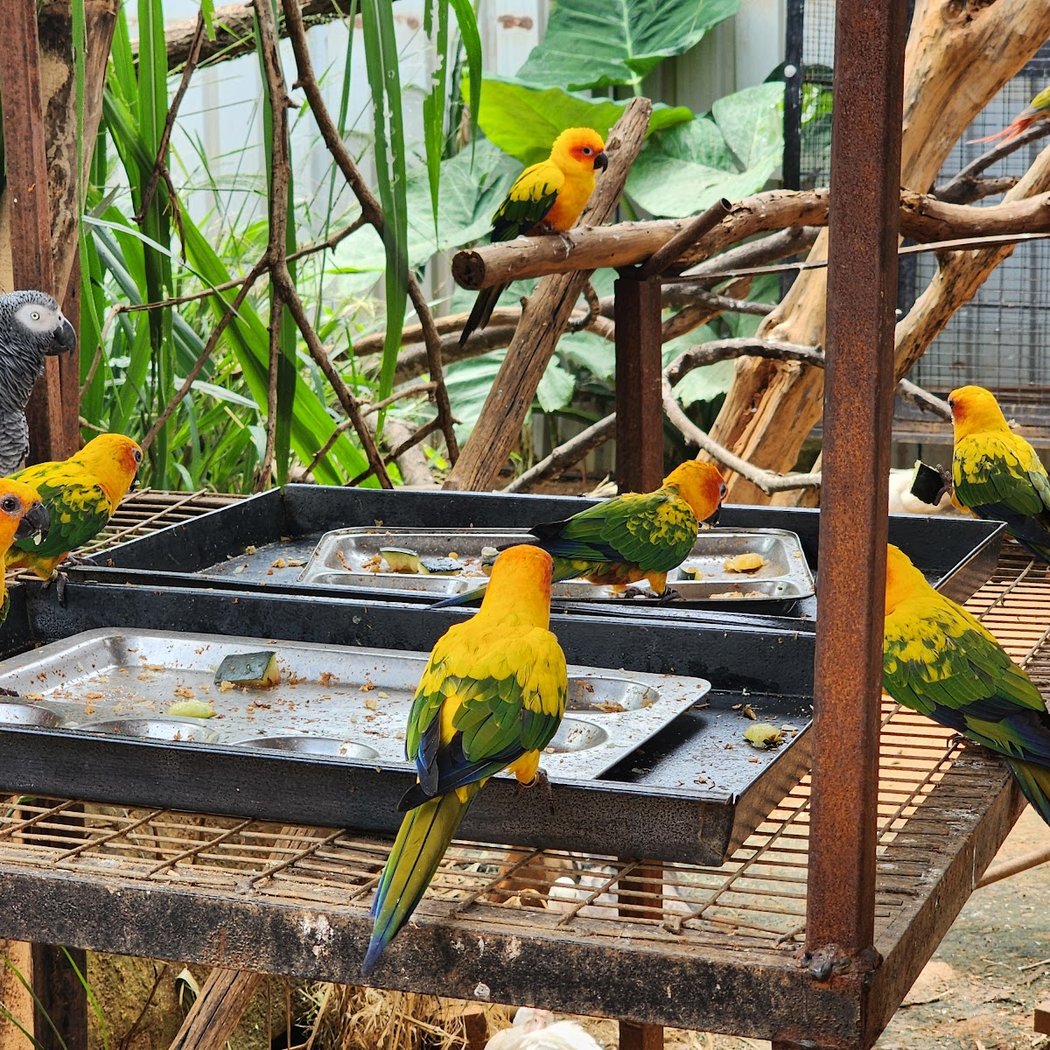 Birds of paradise foundation (NGO) 3
