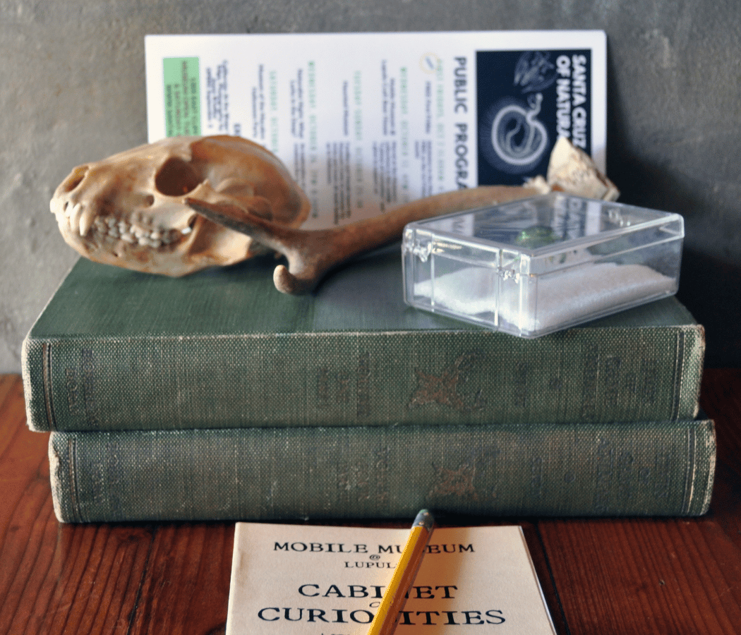 Natural History Activities
