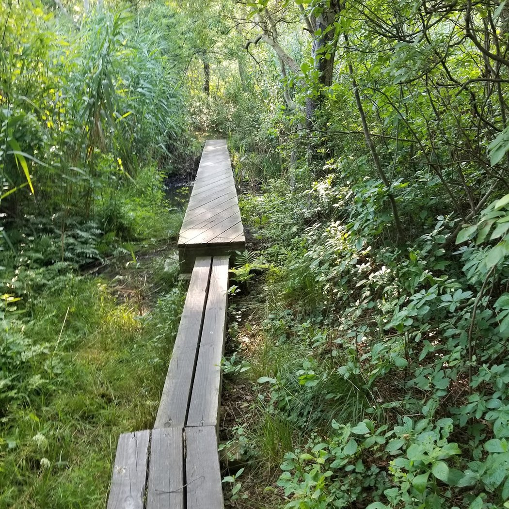 Nassau-Suffolk Greenbelt Trail 2