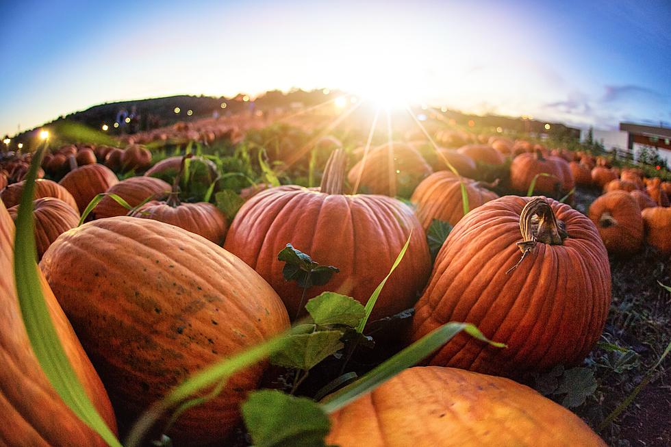Fall Festival 1