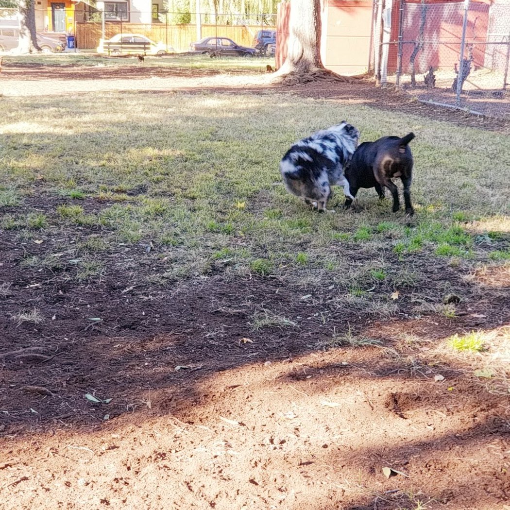 Underbridge Dog Run 3