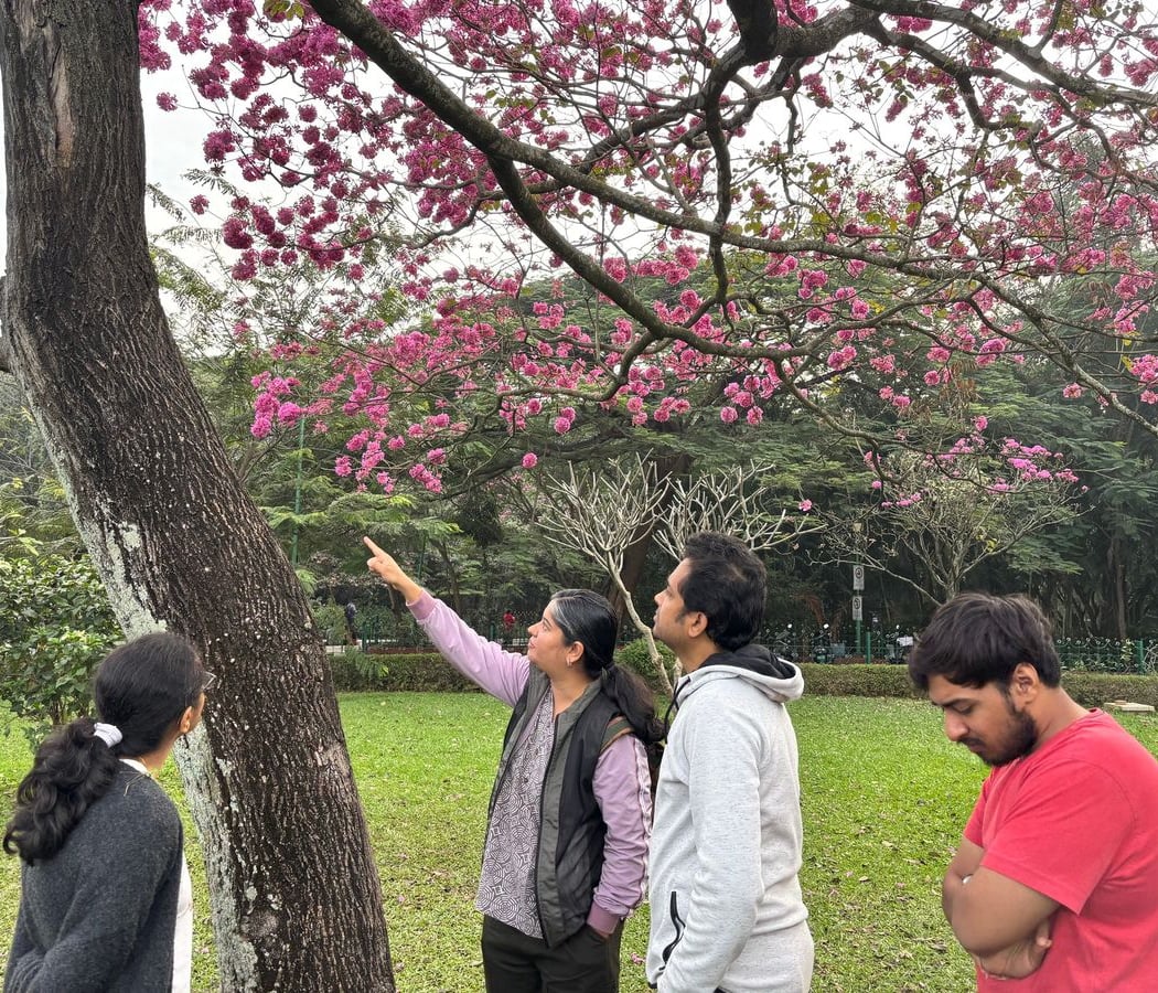 Tabebuia Walk 1