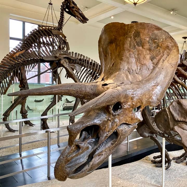 Museum of Natural History Murder Mystery & Scavenger Hunt 2
