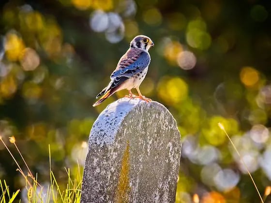 Birding in Peace 1
