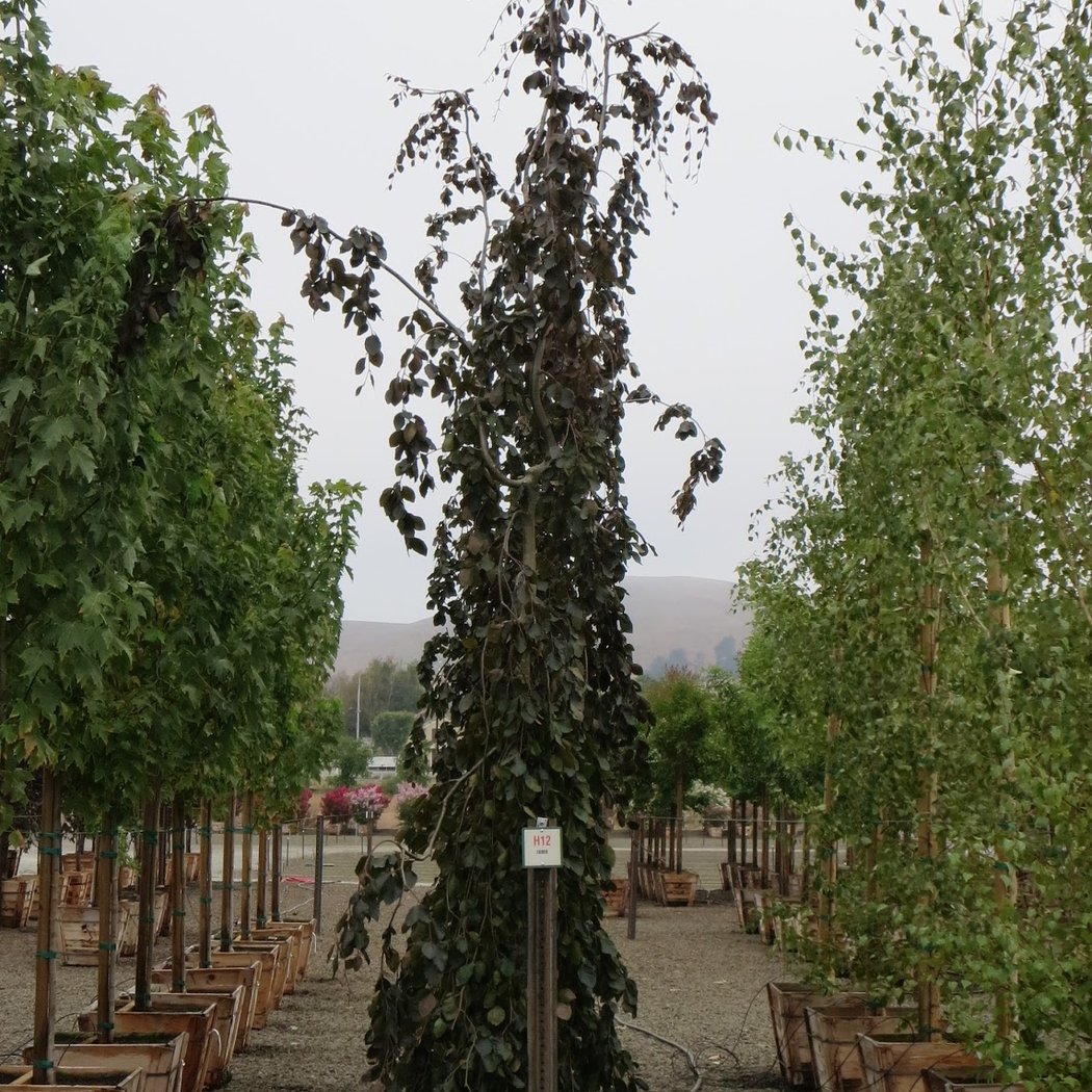 Devil Mountain Wholesale Nursery - Petaluma 3
