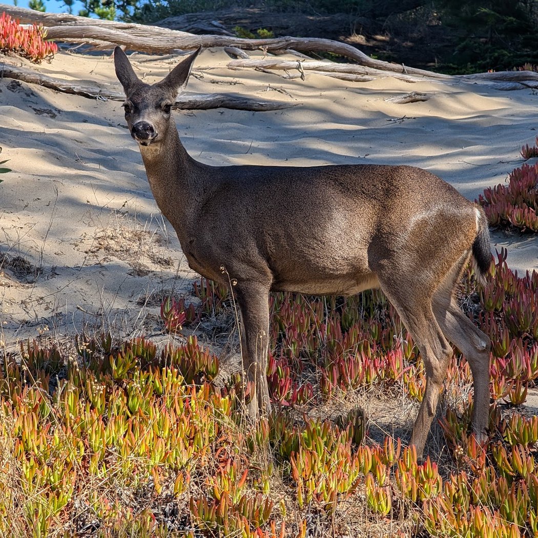 Birding at Bodega Dunes 5
