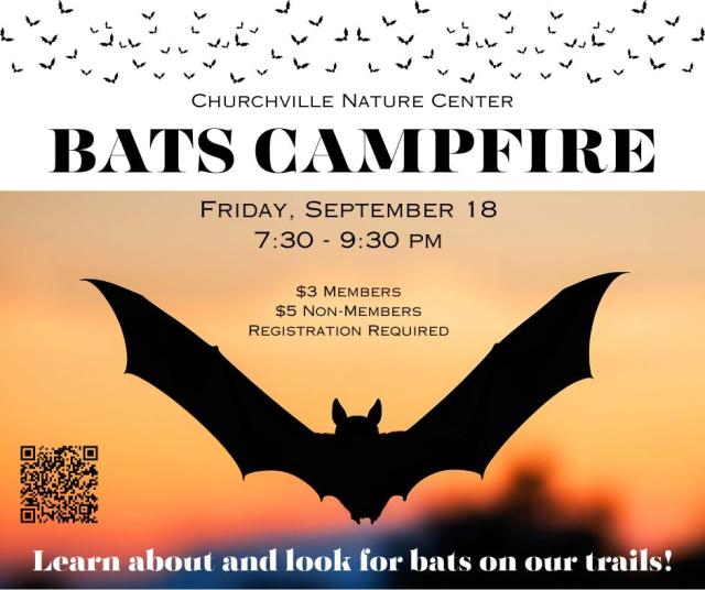 Bats Campfire 1