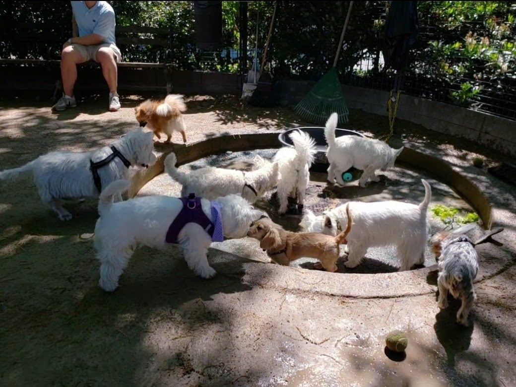 Robin Kovary Dog Run for Small Dogs 1