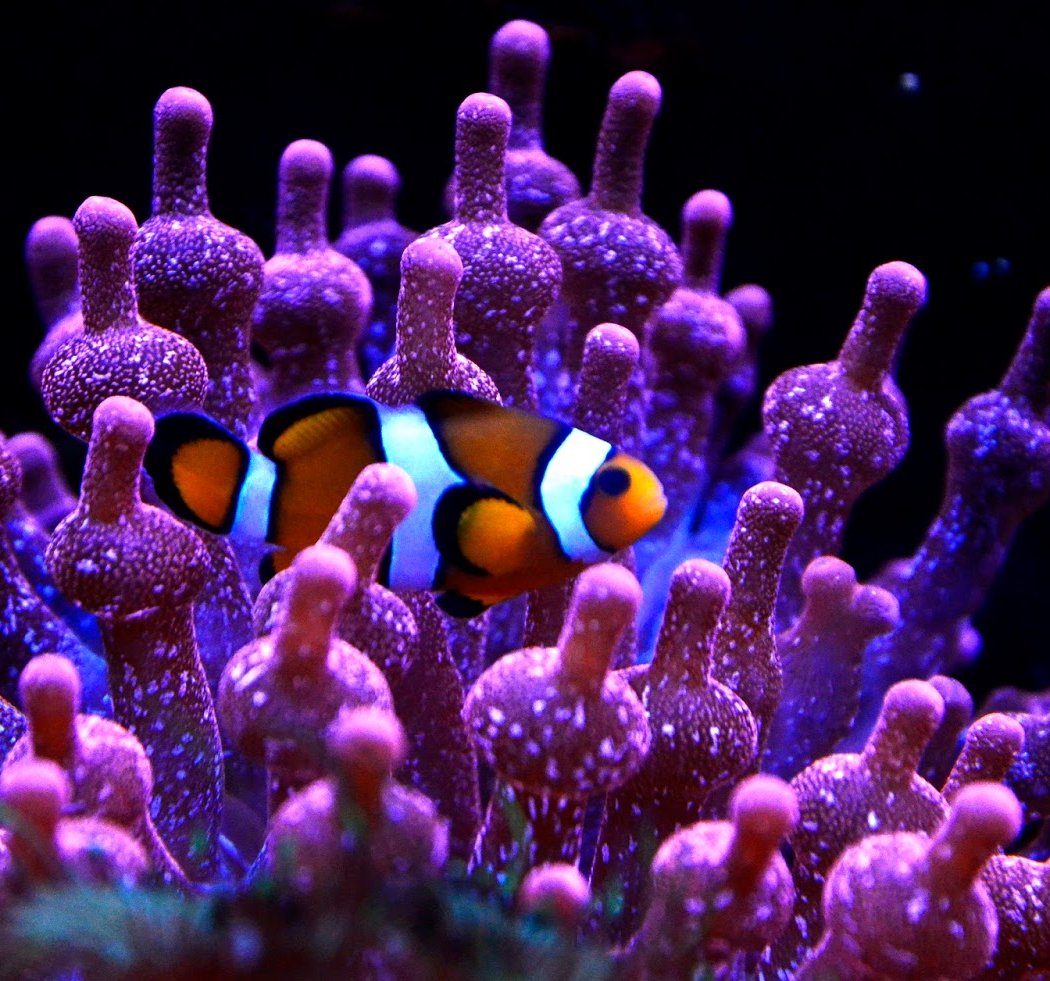 Aquarium of Lyon 1