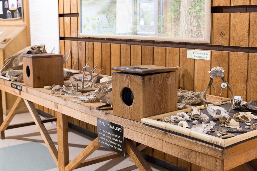 Texas Native Treasures Summer Camp 3