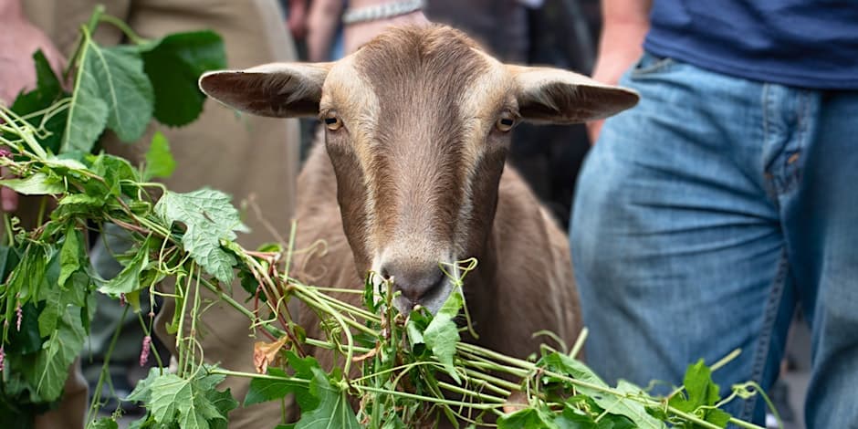 The Great Goat Graze-Off 3