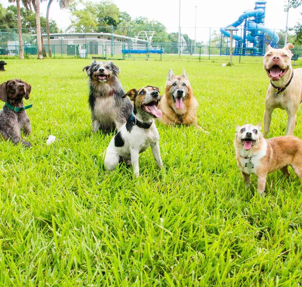 Park Pawty 3