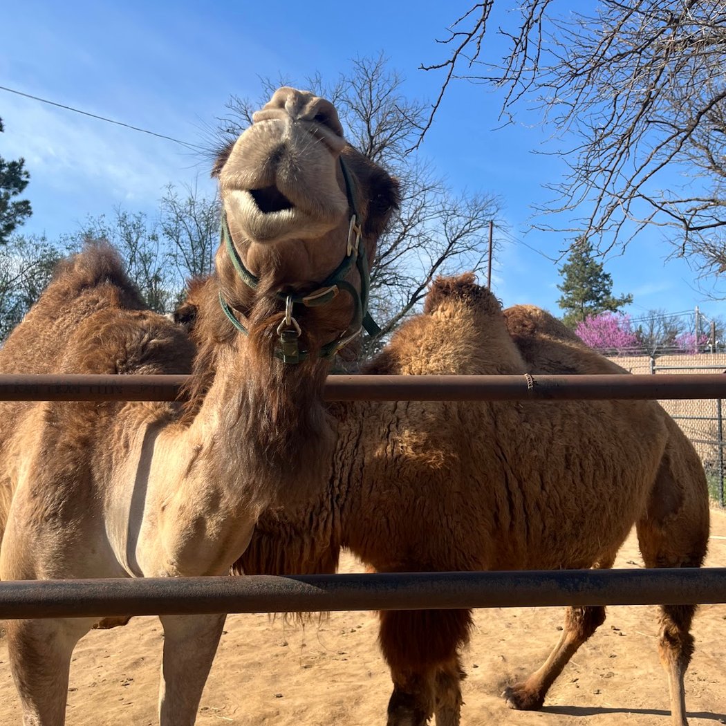 Amarillo Zoo & Sanctuary 2