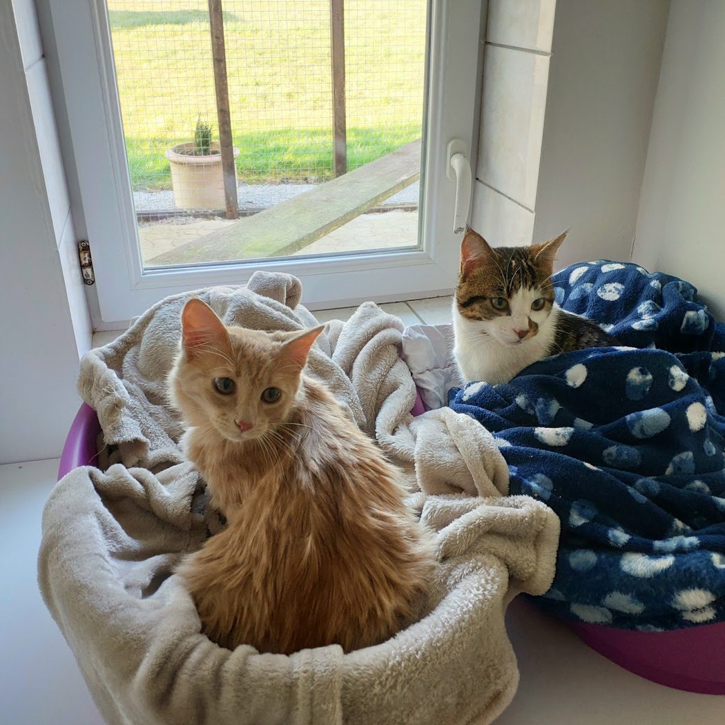 ChateauduChat 1