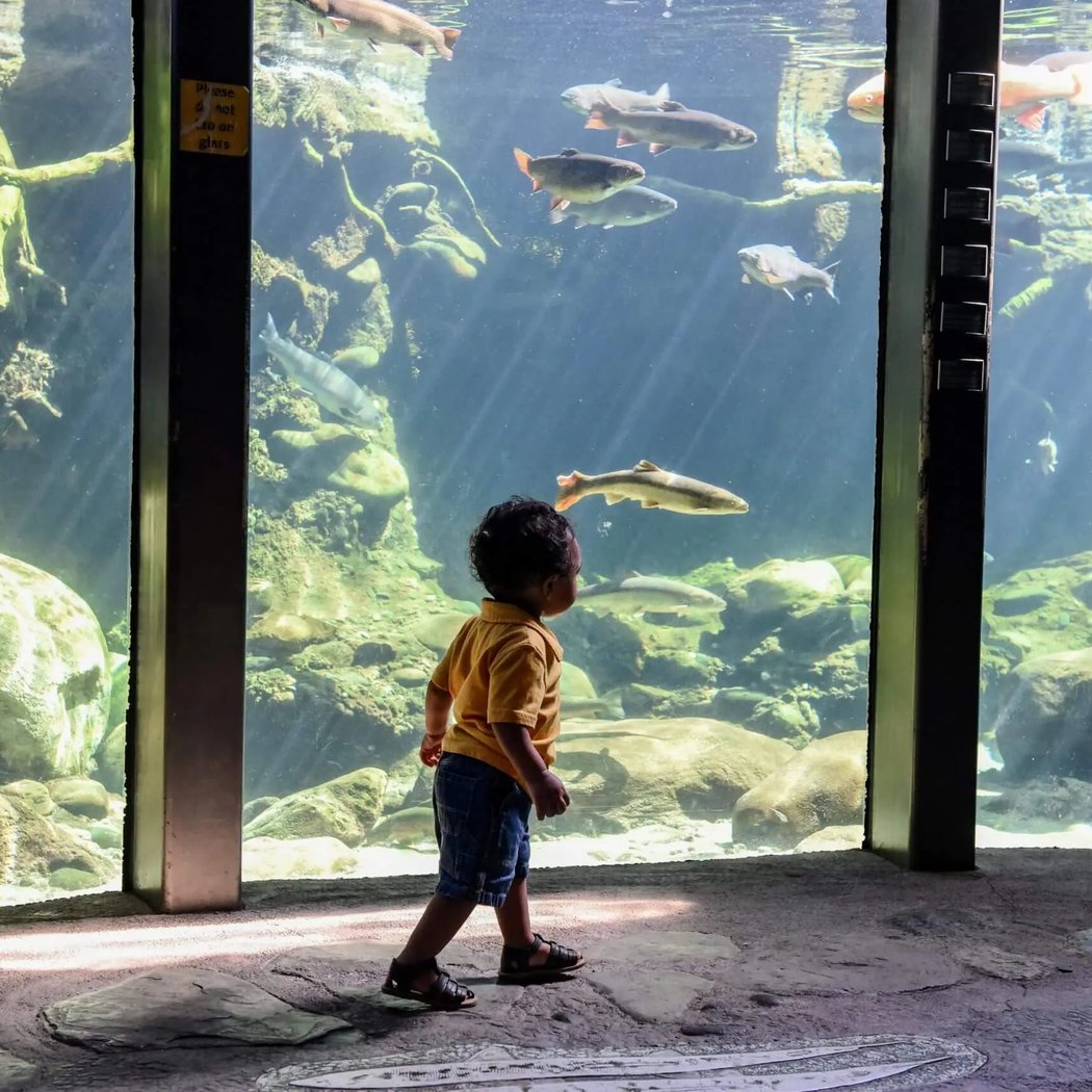 Turtle Bay Exploration Park 1