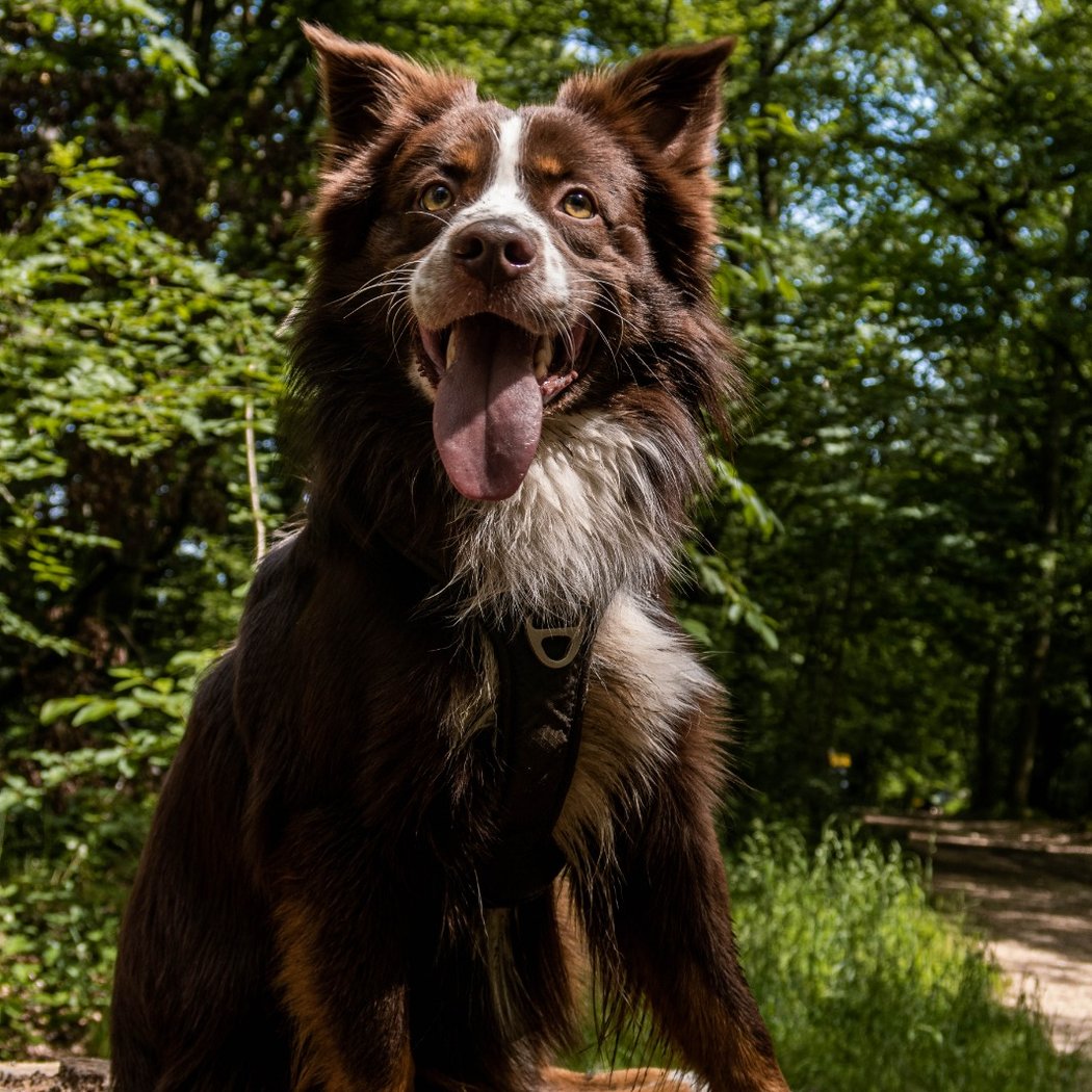 Urban Paw academy - éducation canine 1