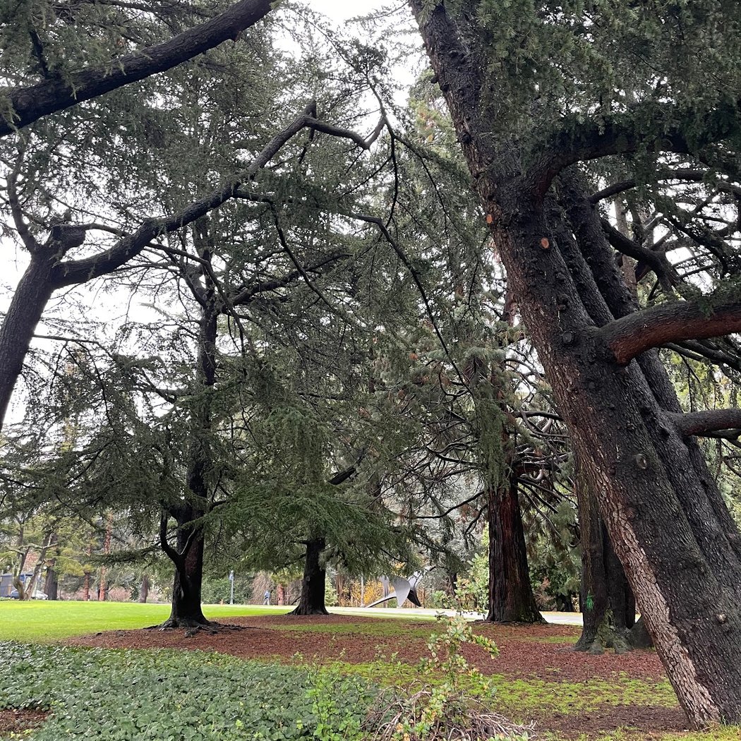 Crescent Lawn | UC Berkeley 3