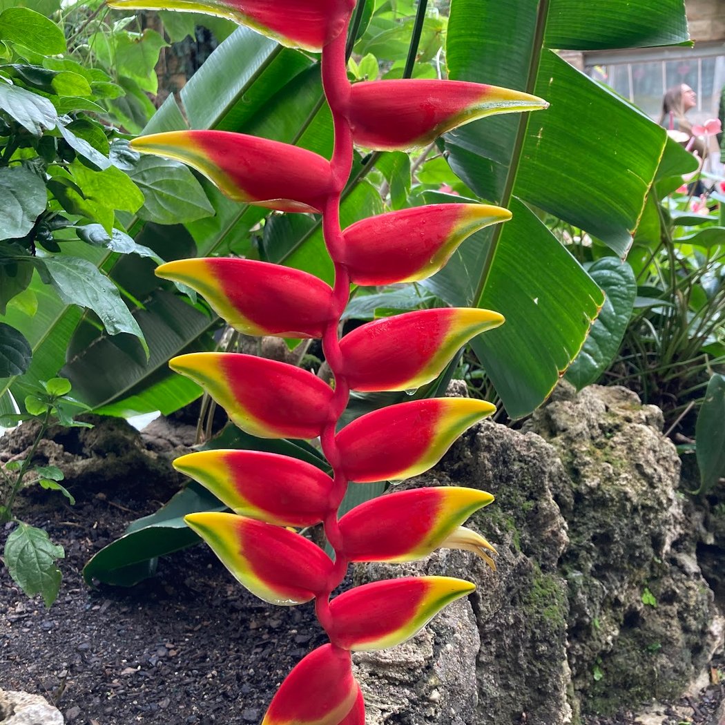 Lincoln Park Conservatory 3