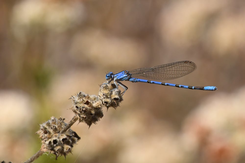 Backyard Bugs 1