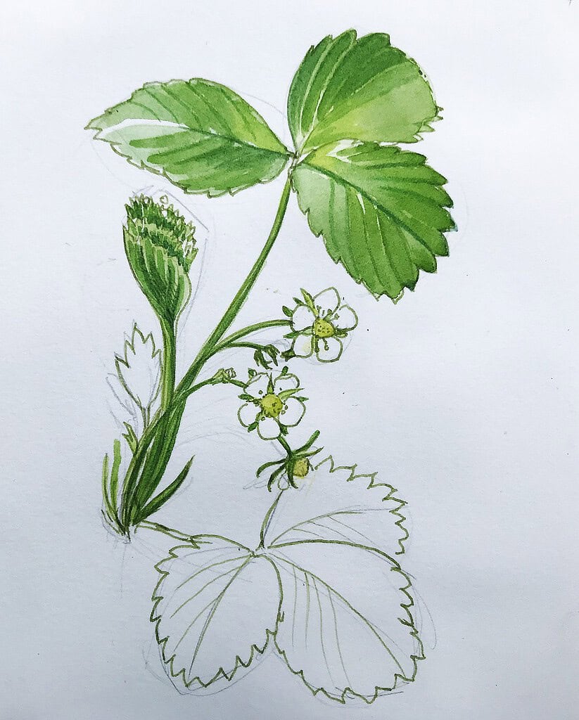 Drawing in the Garden: Expeditions through the Lens 1